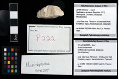 Foto (Objekt + Etikett) von Mundopsidae indet.  (NHMW-GEO-2014-0194-0222)